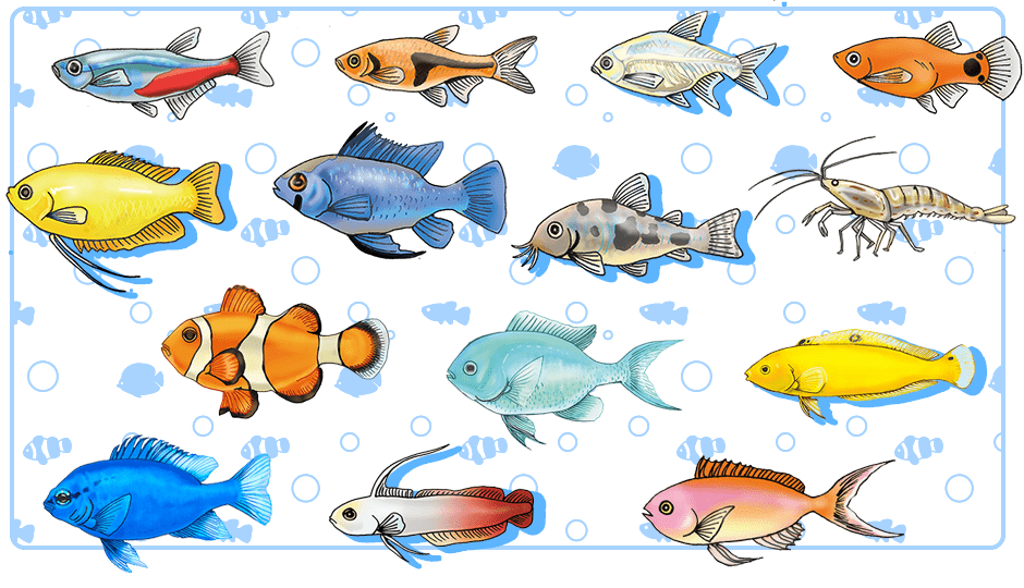 魚を飼いたい