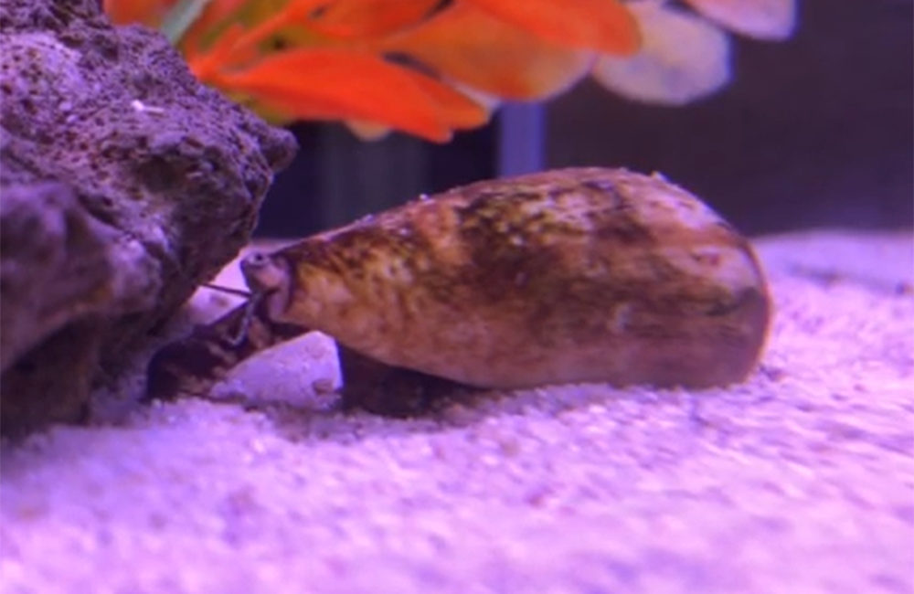 マガキ貝