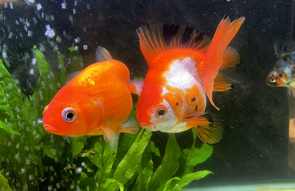 金魚