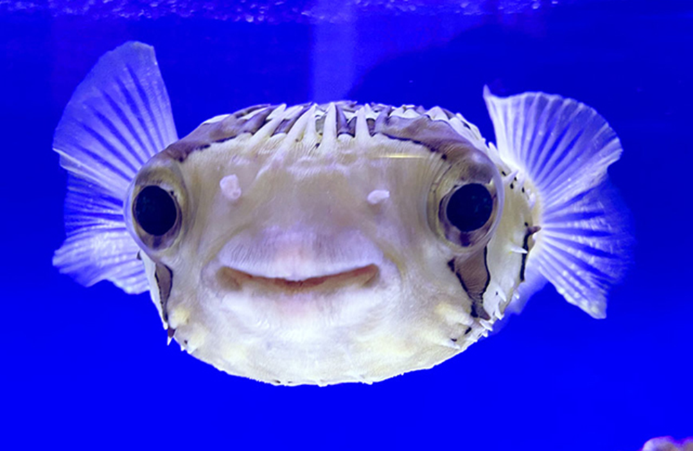 ハリセンボン