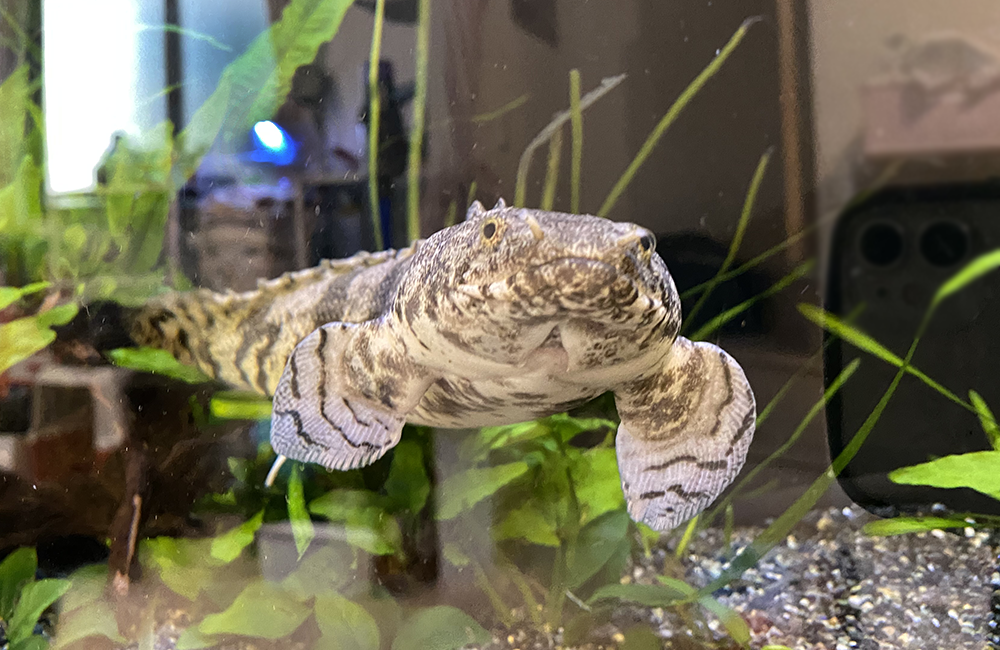 古代魚
