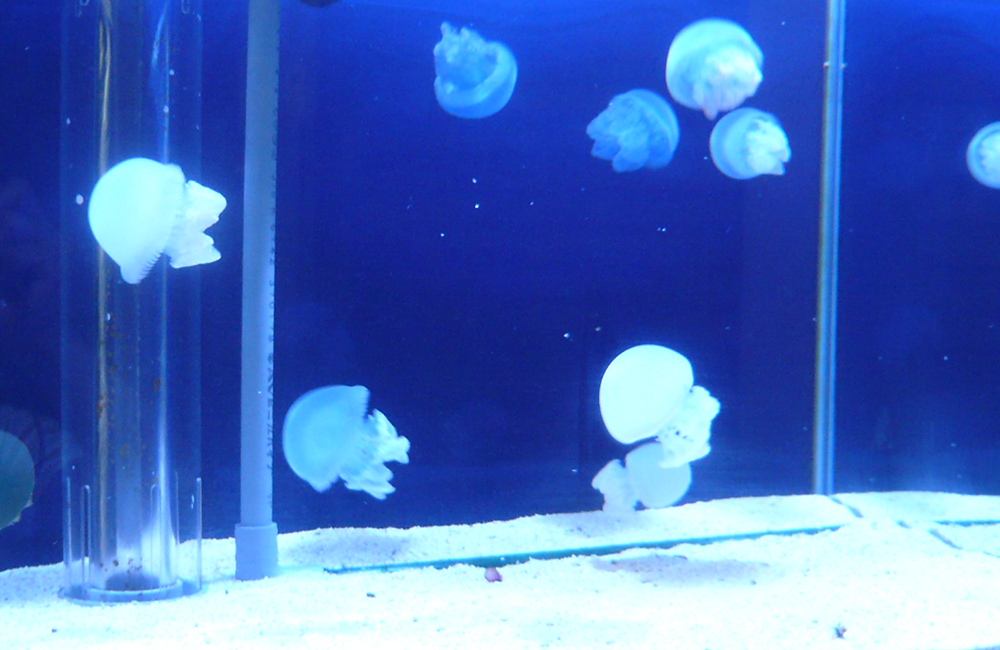 クラゲ