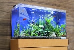 熱帯魚水槽レンタルサービス