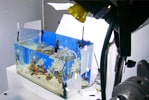 熱帯魚水槽短期レンタルサービス