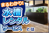 コラム 水槽レンタルサービスとは