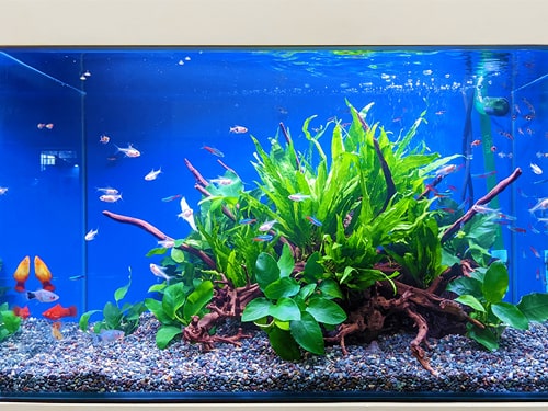 東京アクアガーデン2022年