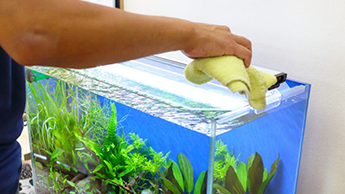 水槽管理補助スタッフ