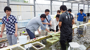 東京アクアガーデン サンゴの植え付け活動