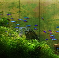 水槽 斑点状藻