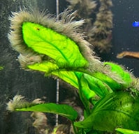 水槽 房状コケ 髭コケ