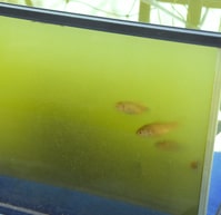 水槽 アオコ