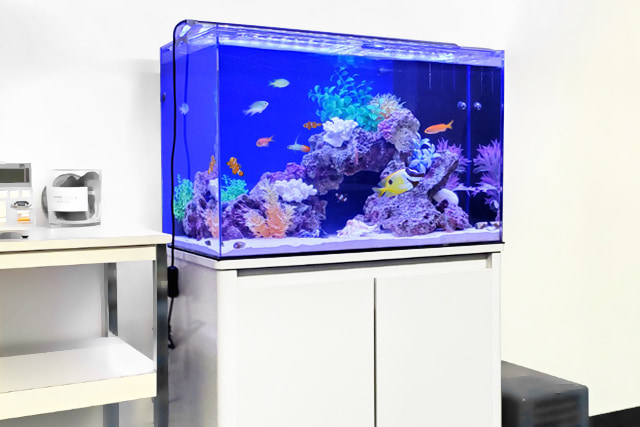 60cm海水魚水槽 レンタル リース 料金
