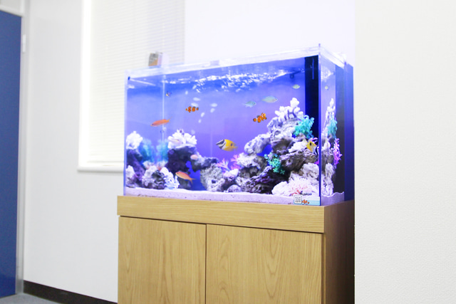 90cm海水魚水槽