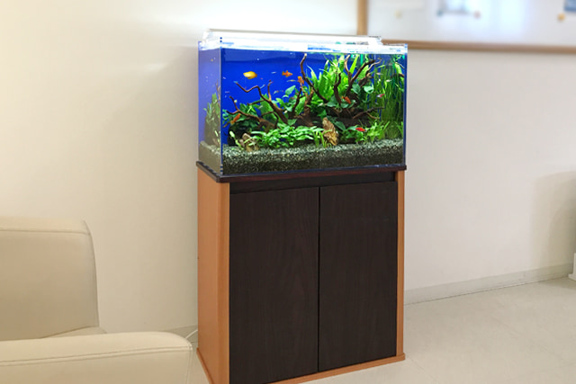 60cm淡水魚水槽