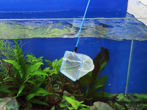 水槽レンタル Q&A 魚が死ぬ