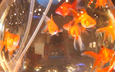 金魚水槽 風水