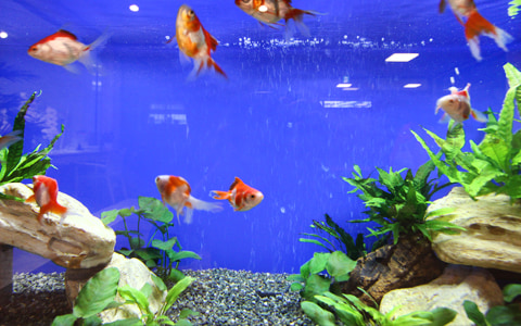 金魚水槽 表現 雰囲気