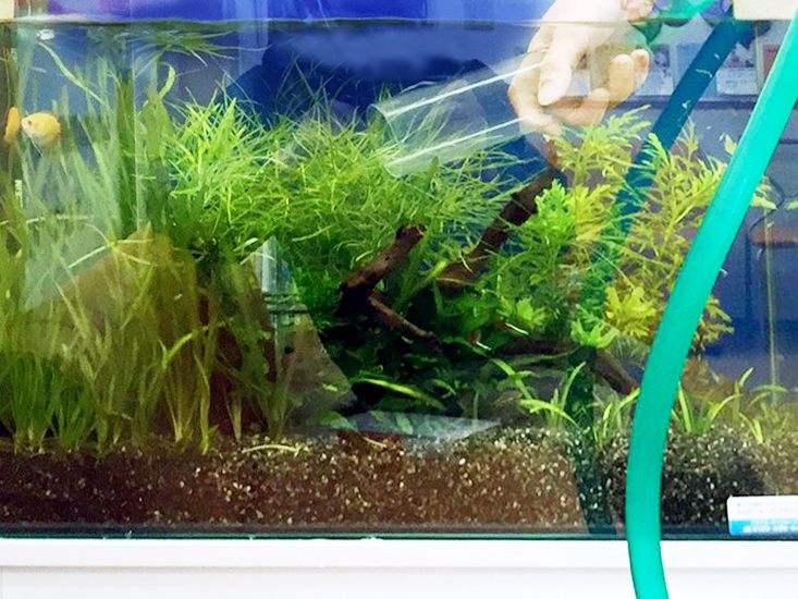 水槽レンタル Q&A メンテナンス 熱帯魚