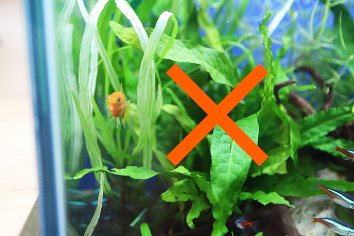水槽レンタル Q&A 熱帯魚 追加