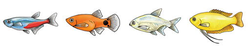 お試し水槽レンタル内容 熱帯魚１