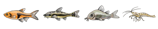 お試し水槽レンタル内容 熱帯魚２