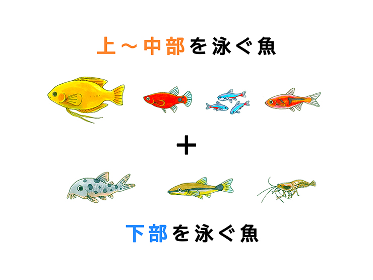小型水槽 熱帯魚 組み合わせ
