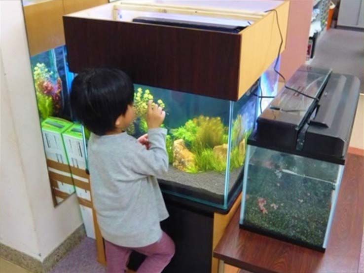 幼稚園 保育園 水槽レンタル メリット