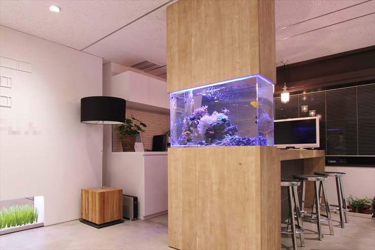 オフィスに設置したサンゴ水槽