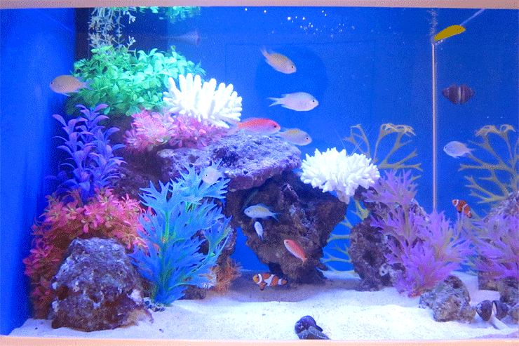 店舗 ホテル 水槽 満足度