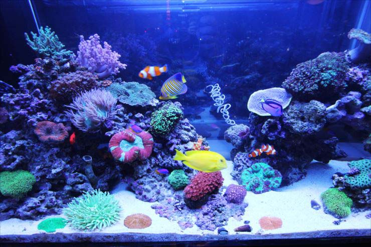 120cm水槽 レンタル 熱帯魚 飼育数