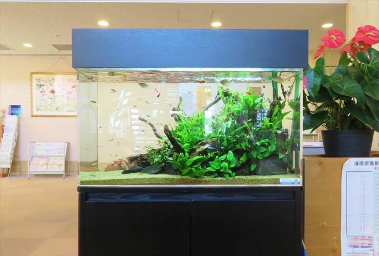 淡水魚水槽 レンタル 福祉施設