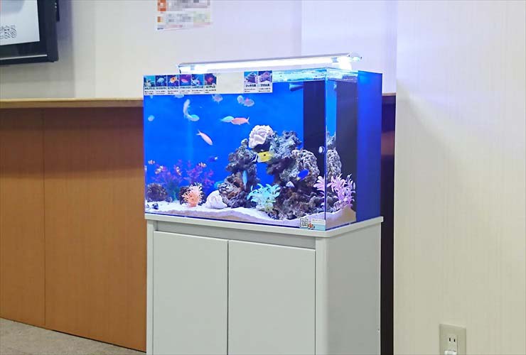 60cm水槽 レンタル 飼育数