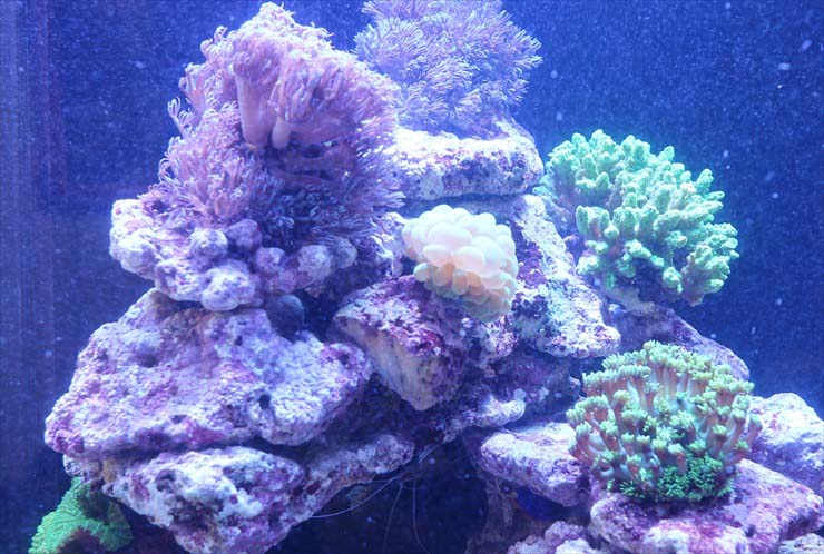 サンゴ水槽に入るサンゴの種類とは