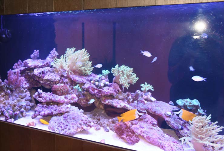 海水魚水槽の種類 レンタル