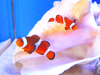 幼稚園 保育園 水槽 カクレクマノミ レンタル
