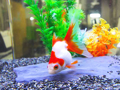 幼稚園 保育園 水槽 金魚 レンタル