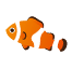 カクレクマノミ