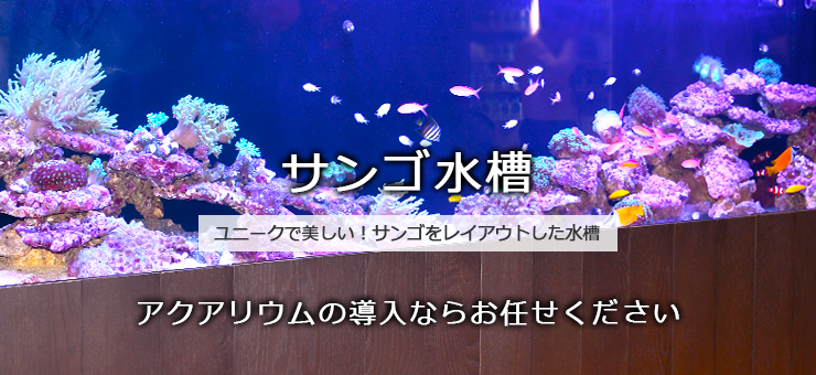 サンゴ水槽レンタル・リースサービス
