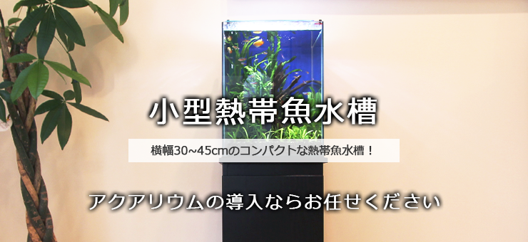 小型水槽の水槽レンタル・リースサービス