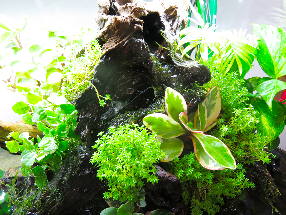 アクアテラリウム水槽の植物