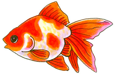 幼稚園 保育園 水槽レンタル 金魚