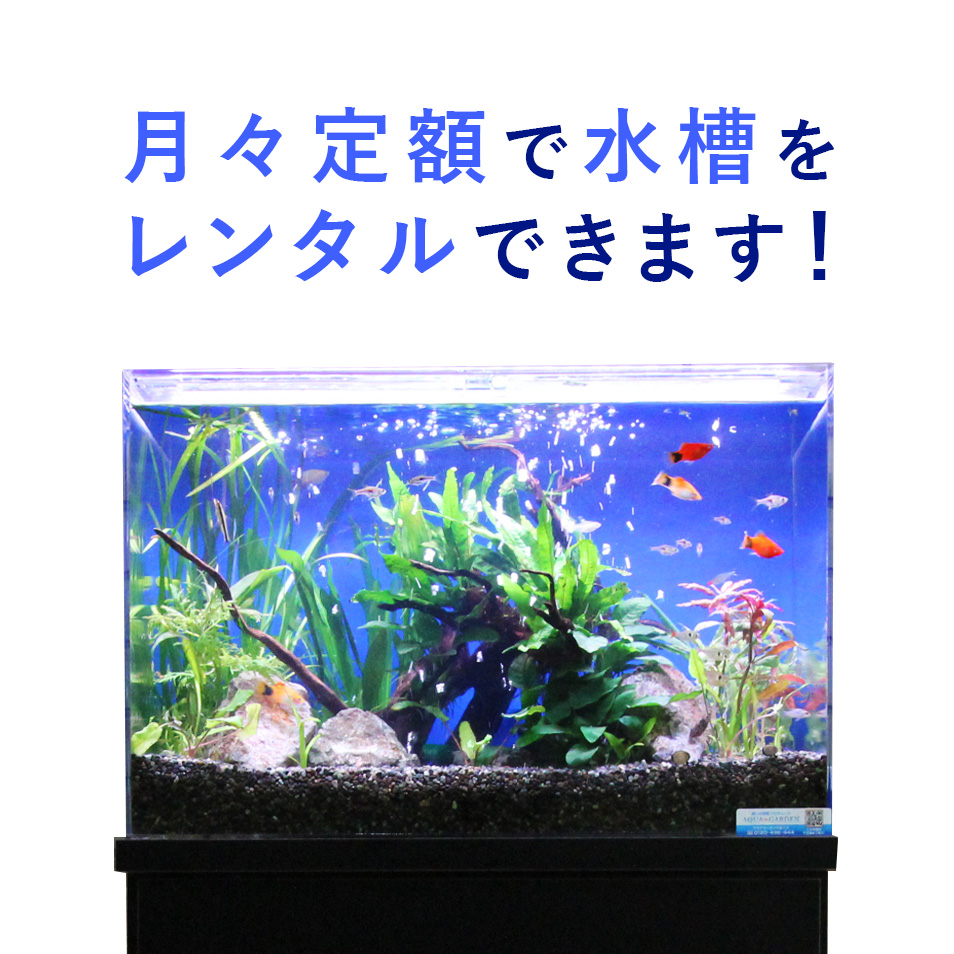 幼稚園 保育園 水槽レンタル