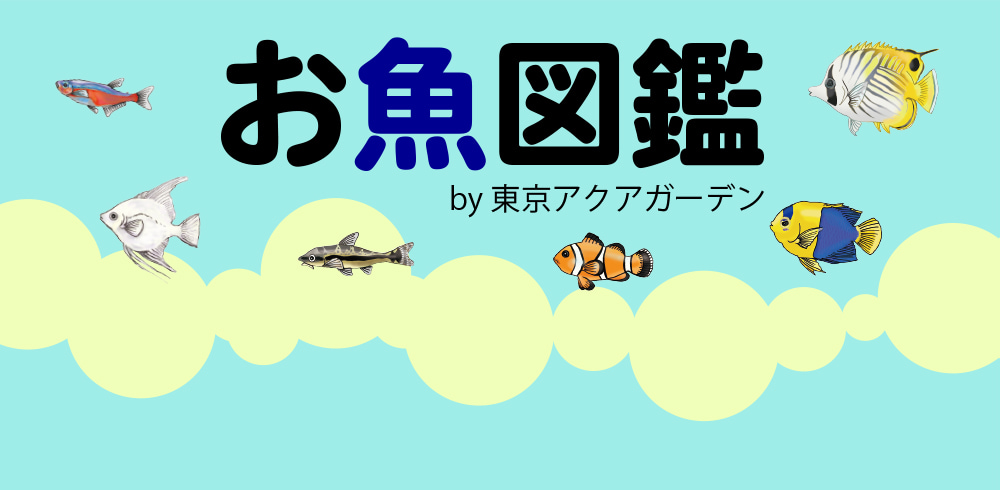 お魚図鑑 コブヒトデ