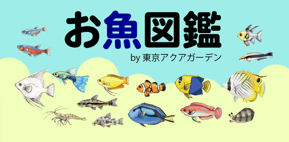 お魚図鑑 東京アクアガーデン