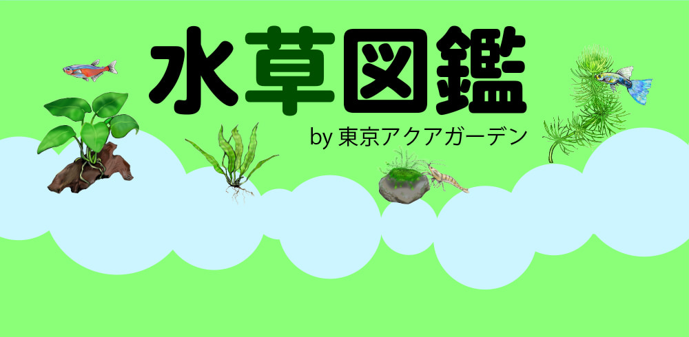 水草図鑑 クリプトコリネ