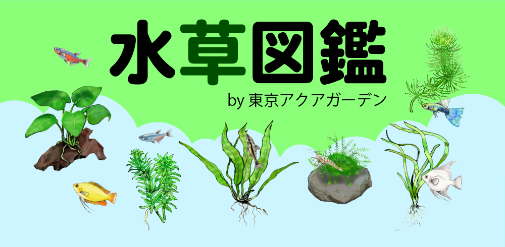 水草図鑑 東京アクアガーデン